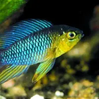 Borellis Zwergbuntbarsch / Apistogramma borelli