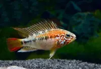 Schwarzkehlbuntbarsch / Apistogramma Viejita