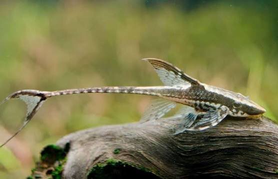 Panama Störwels (Bartwels) / Sturisoma Panamense