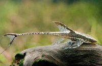 Panama Störwels (Bartwels) / Sturisoma Panamense