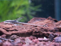 Panama Störwels (Bartwels) / Sturisoma Panamense