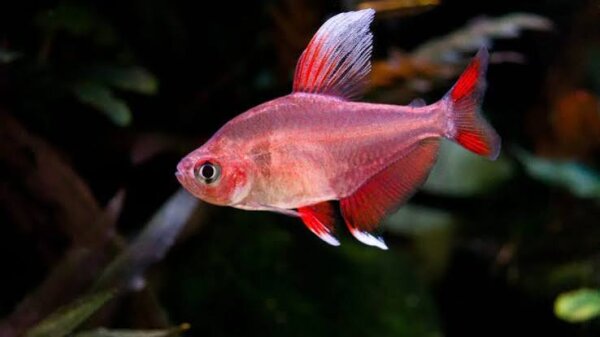Rosensalmler Weißflossen Schmucksalmler / Hyphessobrycon bentosi