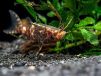 Rückenschwimmender Kongowels / Synodontis nigriventis