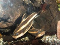 Liniendornwels / Platydoras costatus