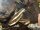 Liniendornwels / Platydoras costatus