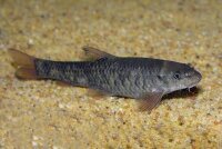 Kangalfisch / Garra Rufa