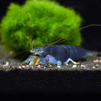 Blaue Monstergarnele Monsterfächergarnele / Atya...