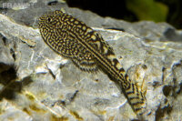 Punktierter Flossensauger / Gastromyzon punctulatus
