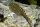 Punktierter Flossensauger / Gastromyzon punctulatus
