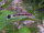 Gestreifter Ohrgitter-Harnischwels / Otocinclus affinis