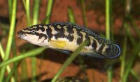 Schwarzweißer Schlankcichlide / Julidochromis...