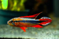 Roter Agassiz Zwergbuntbarsch / Apistogramma agassizii