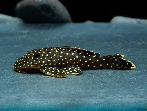 L-18 Gelbsaumharnischwels / Baryancistrus xanthellus