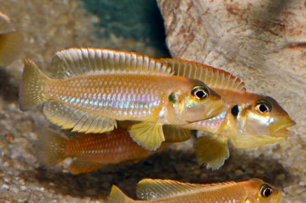 Goldaugen-Schneckenbuntbarsch / Lamprologus ocellatus