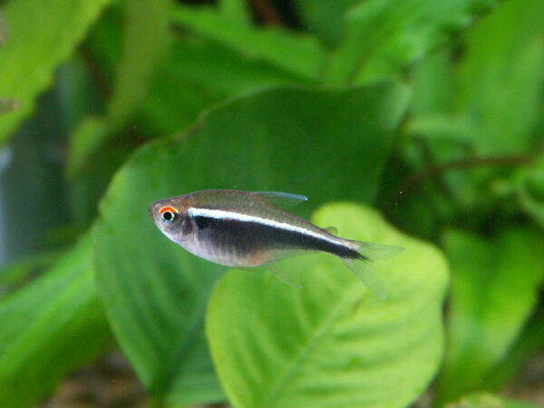 Schwarzer Neon / Hyphessobrycon herbertaxelrodi