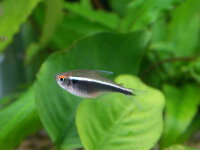Schwarzer Neon / Hyphessobrycon herbertaxelrodi