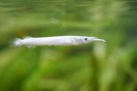 Halbschnäbler Silver Hechtling / Dermogenys pusilus...