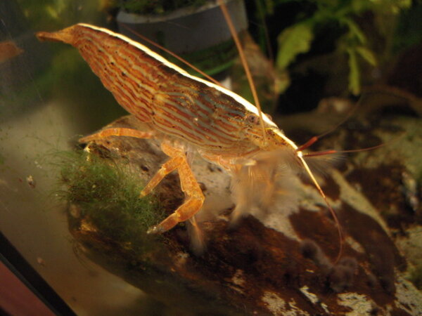 Molukken Fächergarnele / Atya moluccensis