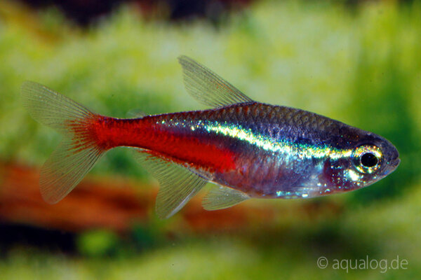 Neonsalmler / Paracheirodon innesi
