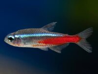 Neonsalmler / Paracheirodon innesi