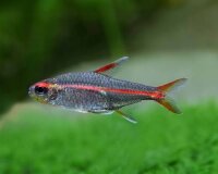 Glühlichtsalmler / Hemigrammus erythrozonus
