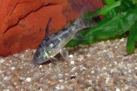 Marmorierter Panzerwels / Corydoras paleatus