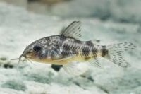 Marmorierter Panzerwels / Corydoras paleatus
