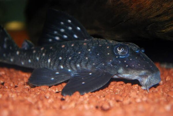 L-201 Hypancistrus contradens / Hypancistrus sp. Inspector