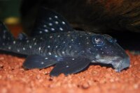 L-201 Hypancistrus contradens / Hypancistrus sp. Inspector