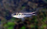Zwergpanzerwels / Gastrodermus pygmaeus