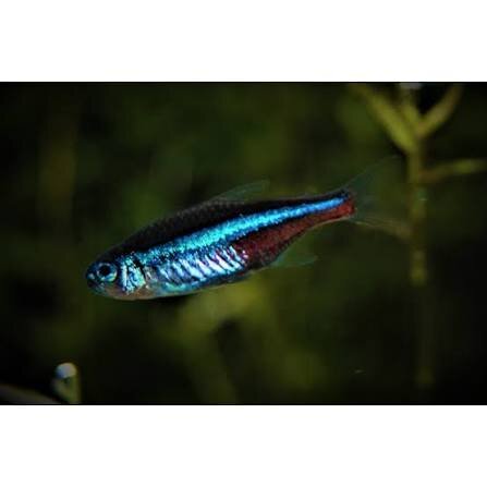 Blauer Neonsalmler / Paracheirodon simulans