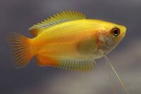 Honiggurami / Colisa chuna