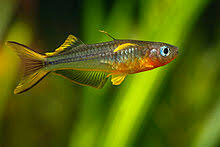 Gabelschwanz Regenbogenfisch / Pseudomugil furcatus