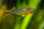 Gabelschwanz Regenbogenfisch / Pseudomugil furcatus