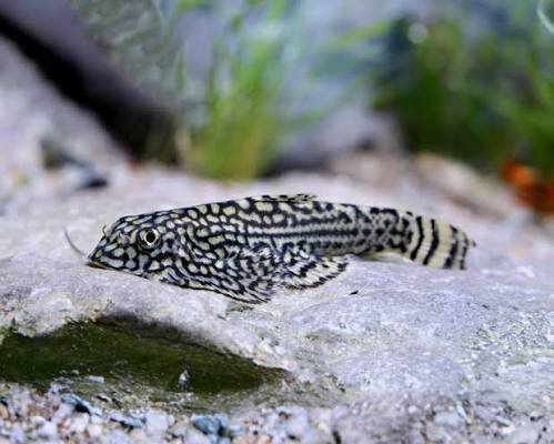 Linien Flossensauger / Sewellia lineolata