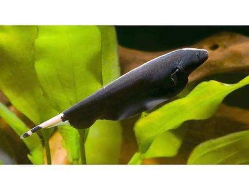 Weißstirnmesserfisch / Apteronotus albifrons