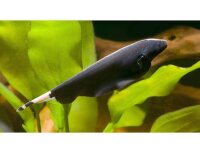 Weißstirnmesserfisch / Apteronotus albifrons