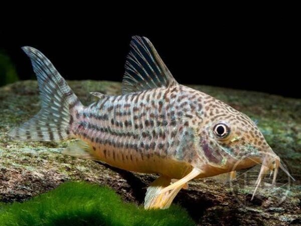 Orange-Schönflossenpanzerwels / Corydoras sterbai