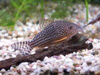 Orange-Schönflossenpanzerwels / Corydoras sterbai