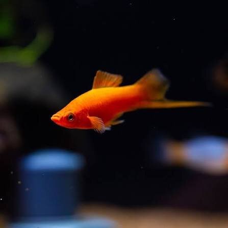 Schwertträger / Xiphophorus helleri