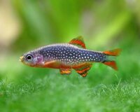 Roter Perlhuhnbärbling / Danio margaritatus