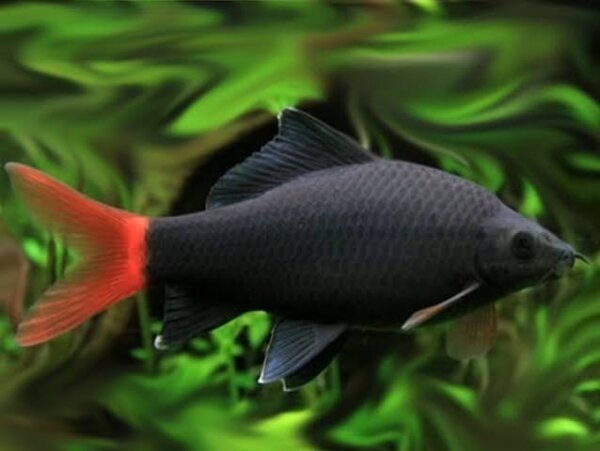 Feuerschwanz-Fransenlipper / Epalzeorhynchus Labeo bicolor