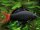 Feuerschwanz-Fransenlipper / Epalzeorhynchus Labeo bicolor