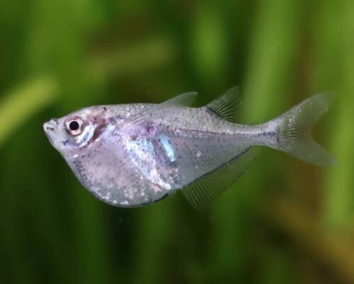 Riesen- Platinbeilbauchfisch / Thoracocharax stellatus