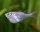 Riesen- Platinbeilbauchfisch / Thoracocharax stellatus