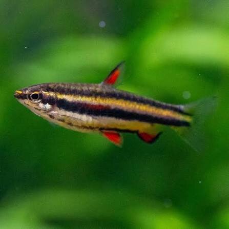 Zwergziersalmler / Nannostomus marginatus