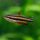 Zwergziersalmler / Nannostomus marginatus