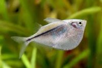 Silberbeilbauchfisch / Gasteropelecus sternicla