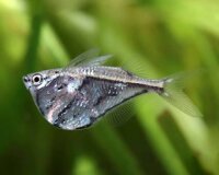Marmorierter Beilbauch / Carnegiella strigata fasciata