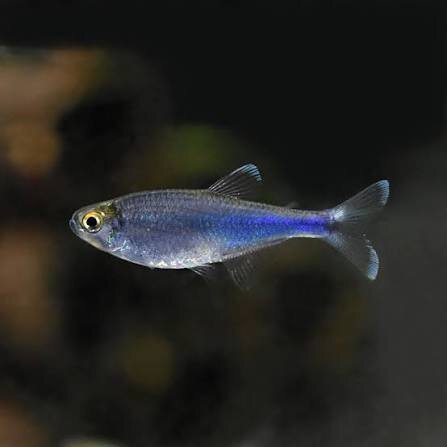 Blauer Perusalmler / Boehlkea fredcochui